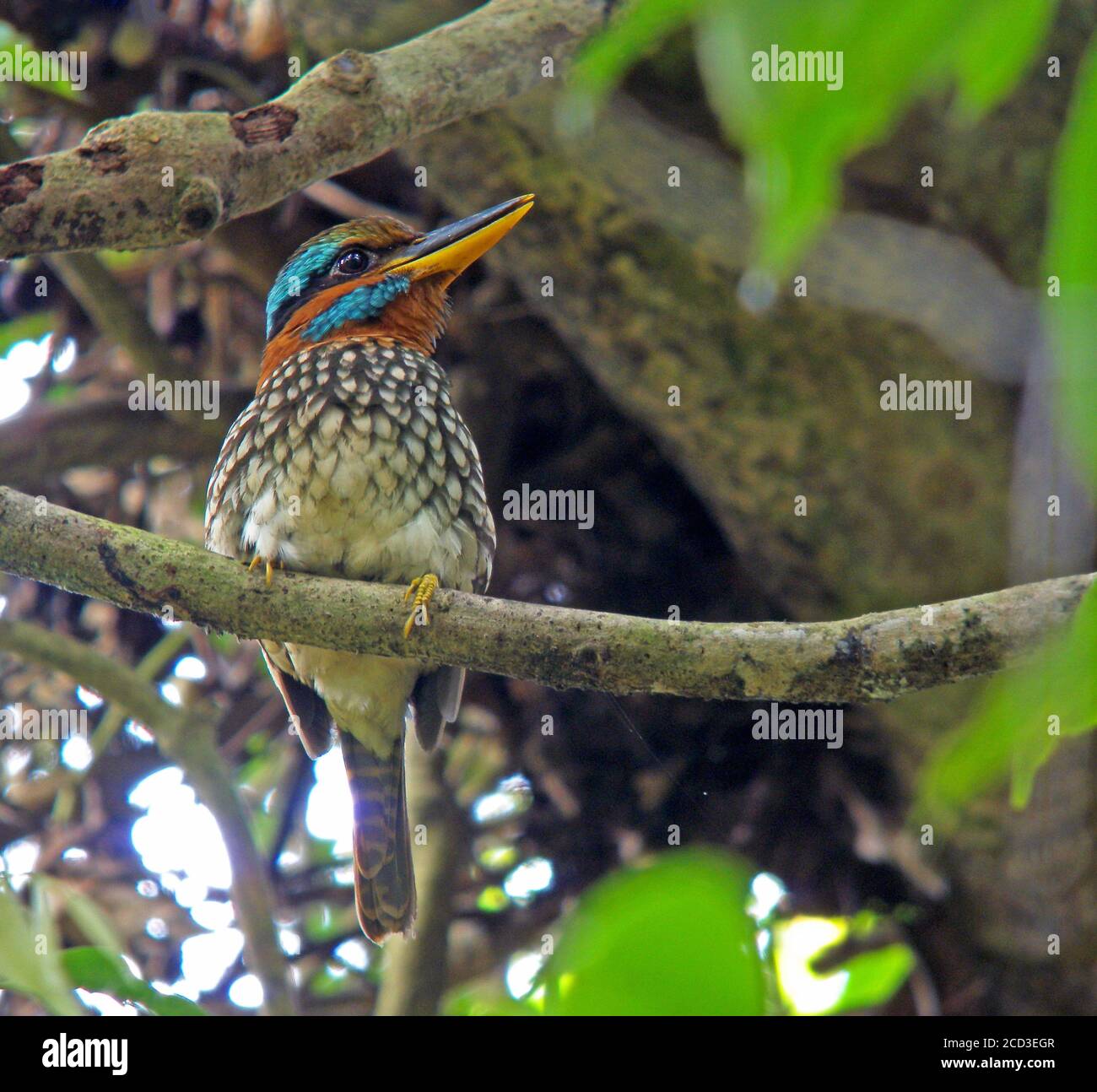 kingfisher en bois tacheté (Actenoides lindsayi), chantant un mâle dans la sous-couche de la forêt tropicale des basses terres, Philippines Banque D'Images