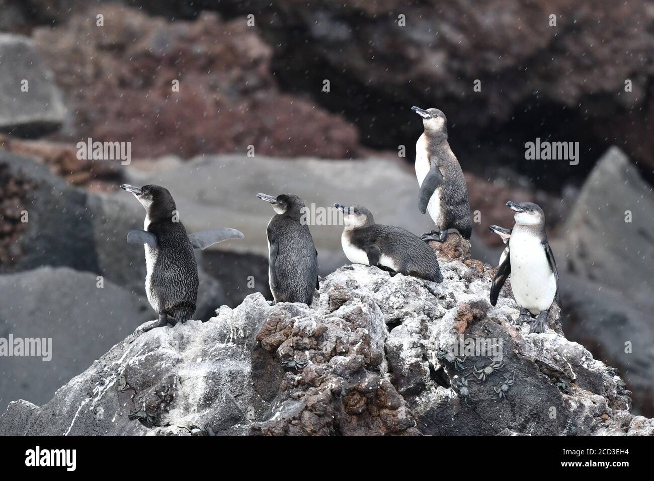 Manchot de Galapagos (Spheniscus mendiculus), pingouins de groupe debout sur une roche de lave dans la pluie, Equateur, îles de Galapagos Banque D'Images