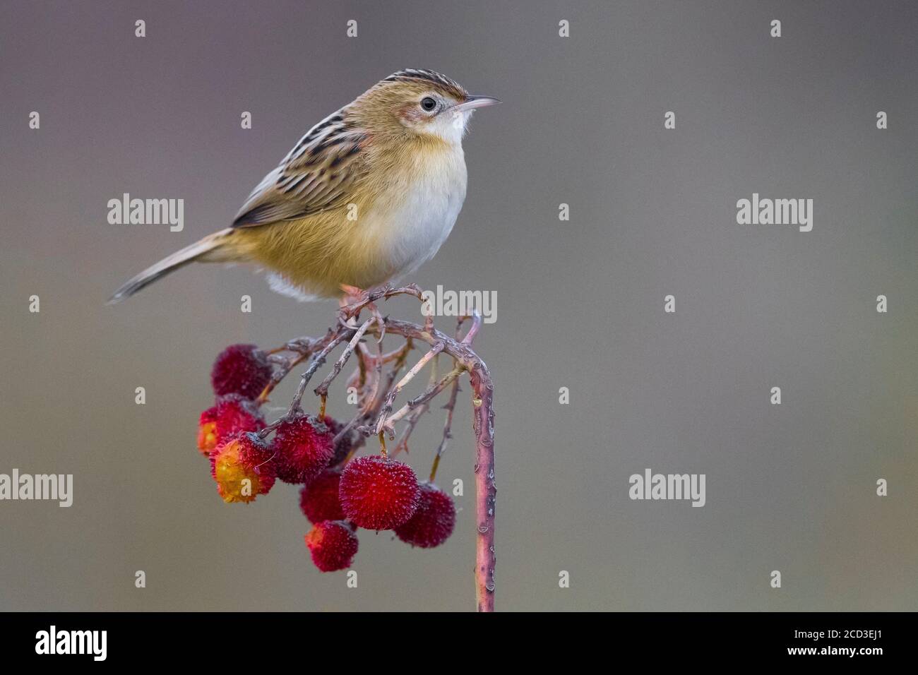 Mise en place de la cisticola (Cisticola joncidis), perchée sur une branche de baies rouges, Italie Banque D'Images