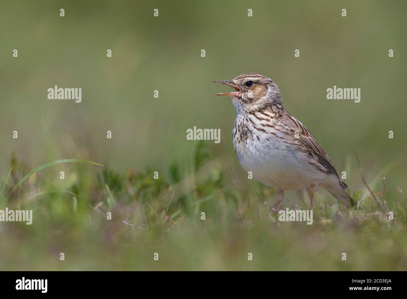 Larve de bois (Lullula arborea pallida, Lullula pallida), perchée sur le sol, chantant, Italie, Passo della Raticosa Banque D'Images