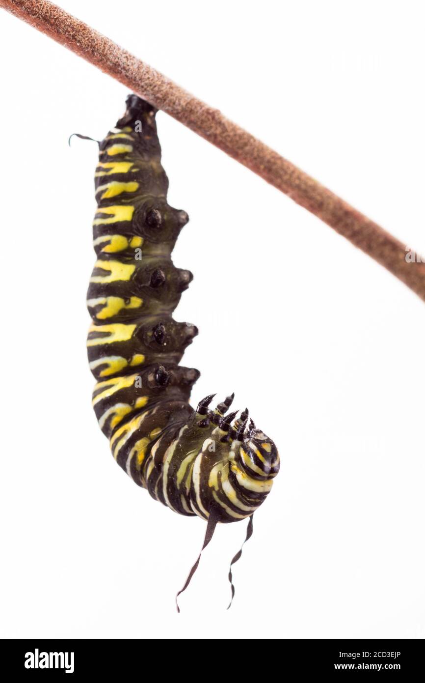 Série de Monarch papillon caterpillar formant un chrysalide. Le temps entre le début de la formation de la peau et la formation de la chrysalide est inférieur à 5 minutes. Banque D'Images