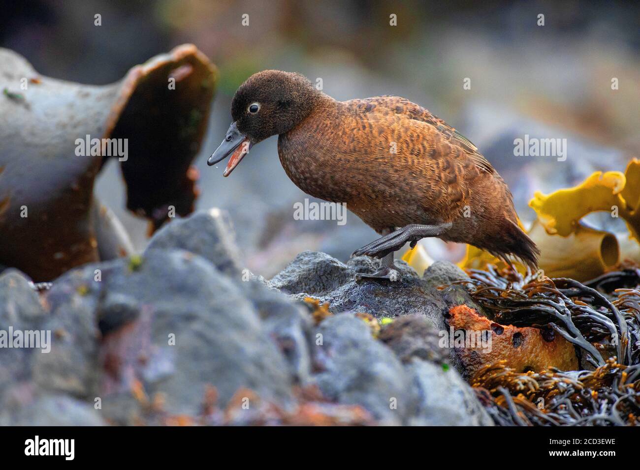 Campbell Teal, Campbell Island Teal (Anas nesiotis), femelle marchant le long de la rive, Nouvelle-Zélande, Campbell Islands, Macquarie Island Banque D'Images