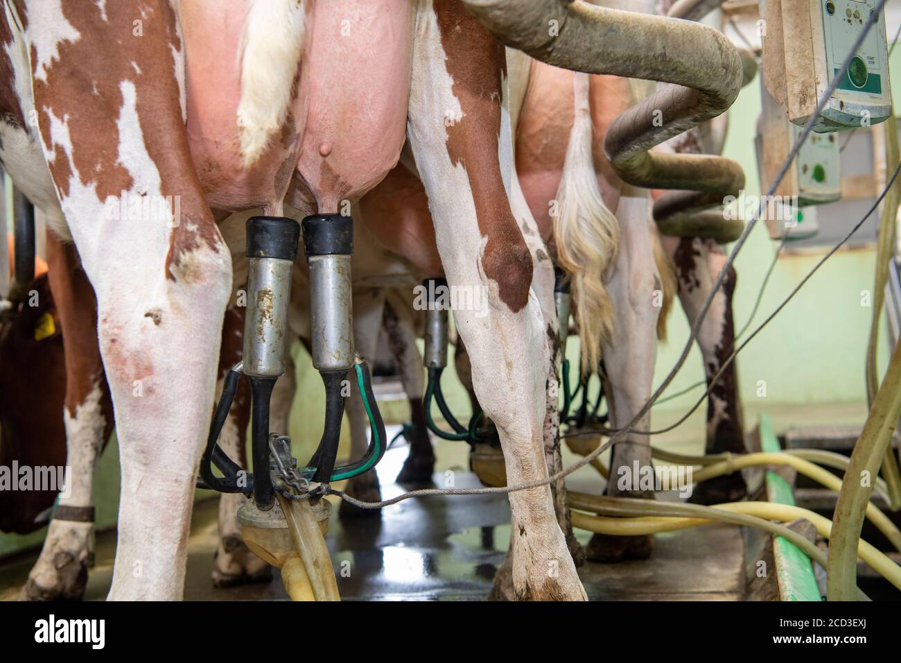 Traite des bovins de rivage laitiers biologiques dans un salon à chevrons, Yorkshire, Royaume-Uni. Banque D'Images