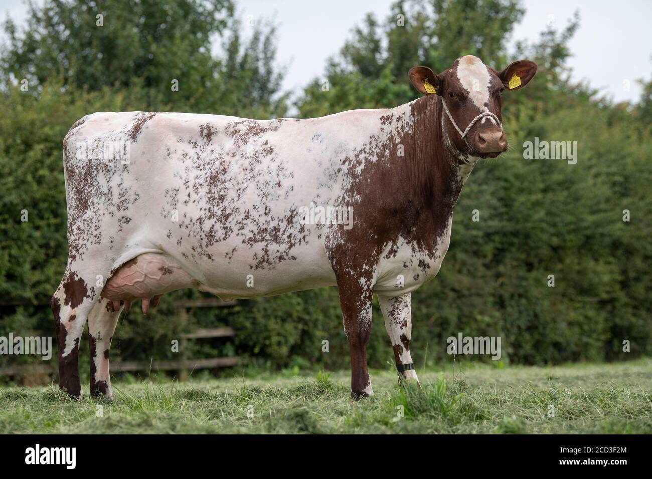 taureau laitier shorthorn