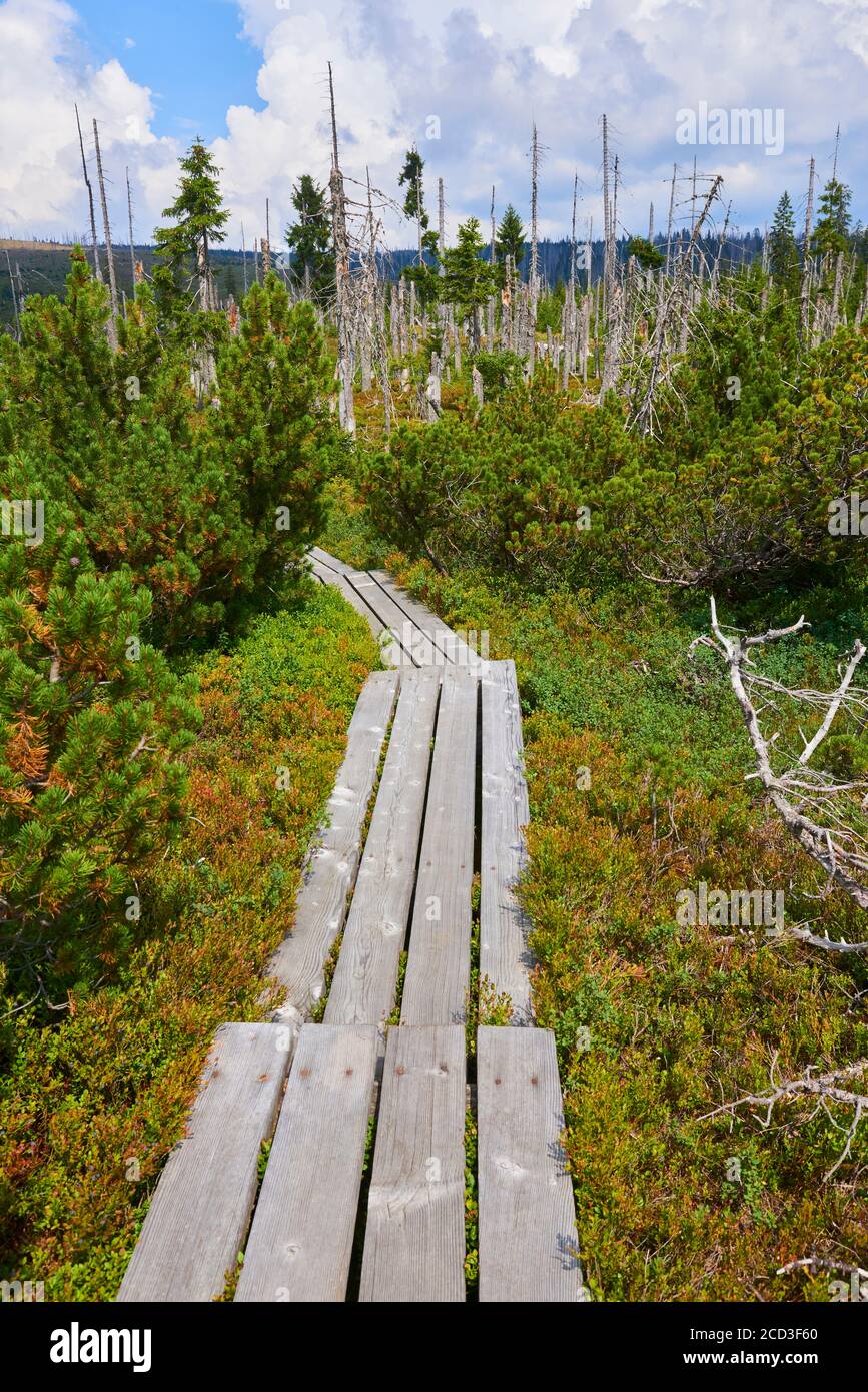 Tourbières et petits lacs de la région de Latschenfilz, parc national de la forêt bavaroise, Allemagne. Forêt morte et régénération naturelle de la forêt sans intervention humaine Banque D'Images