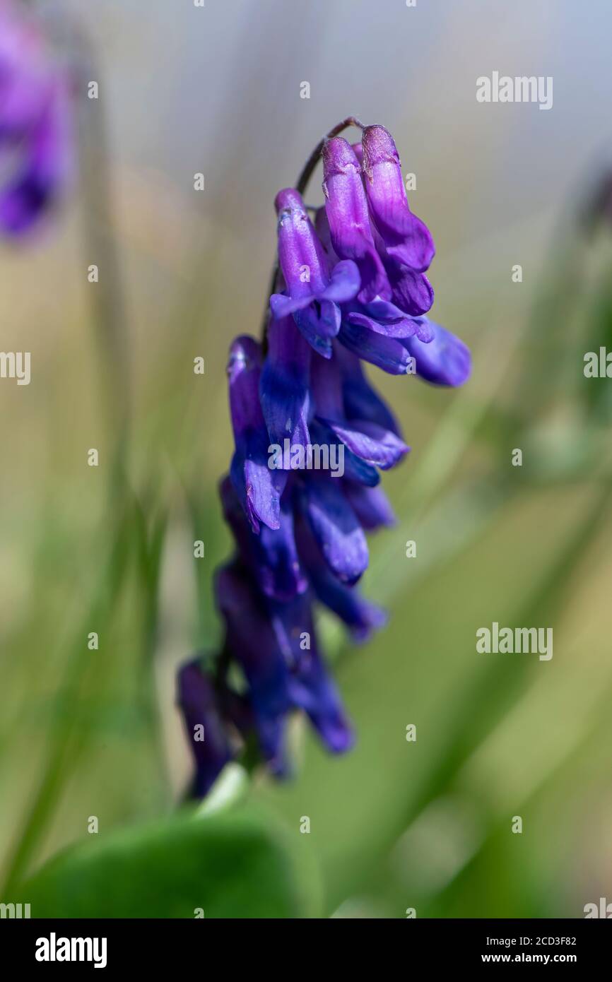 Vache Vetch, Vicia craca, poussant dans un pré de fleurs sauvages, North Yorkshire, Royaume-Uni. Banque D'Images