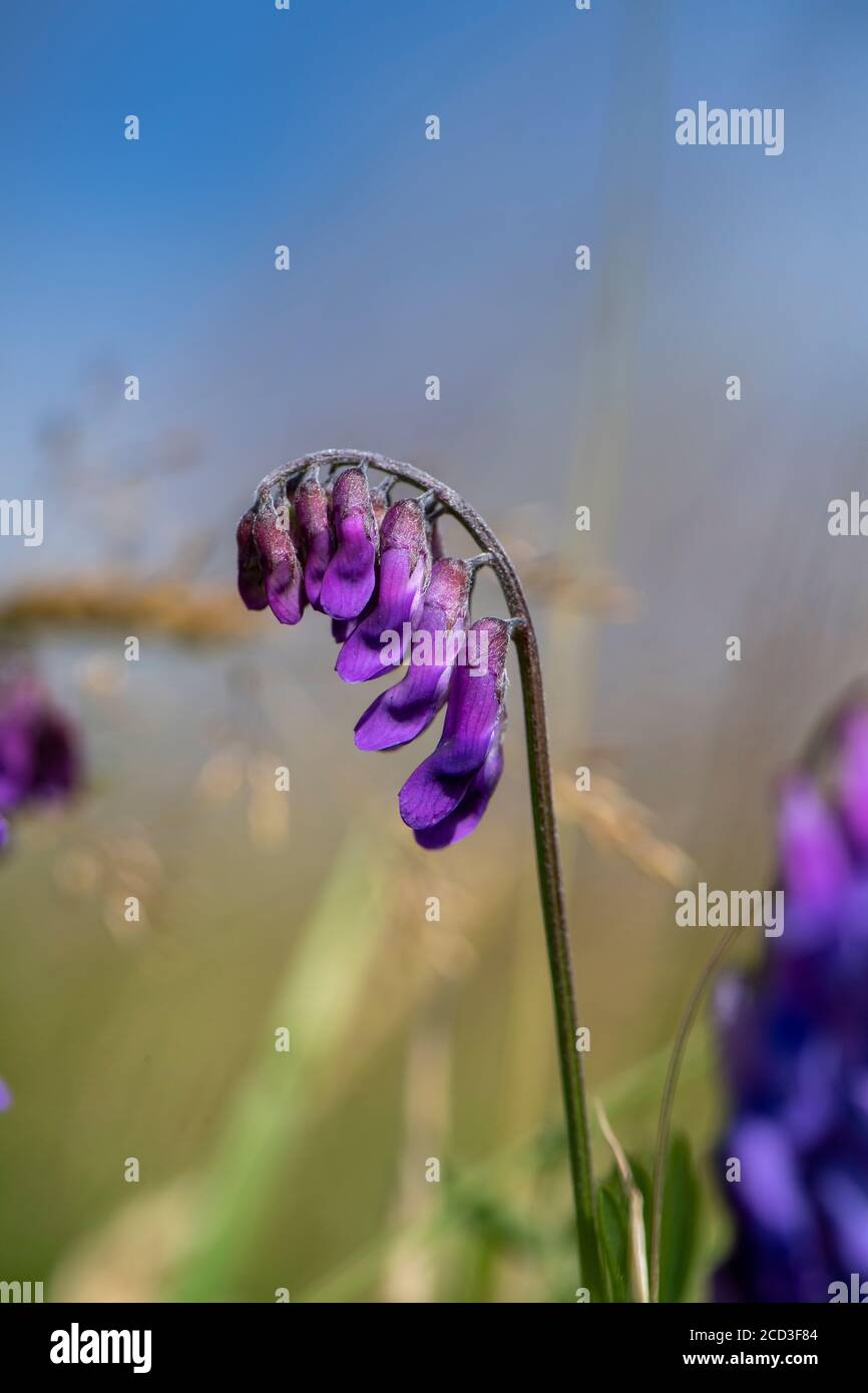 Vache Vetch, Vicia craca, poussant dans un pré de fleurs sauvages, North Yorkshire, Royaume-Uni. Banque D'Images