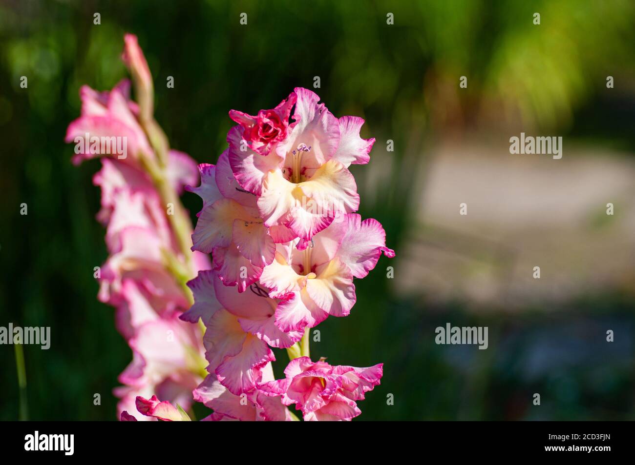 Fleur de Gladiolus rose dans le jardin. Représentation à la beauté et à la promesse. Macrophotographie botanique pour l'illustration de Gladiolus Banque D'Images