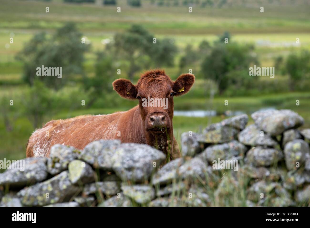 Vache Luing regardant sur un vieux mur de pierre sèche, Elvanfoot, Écosse, Royaume-Uni. Banque D'Images