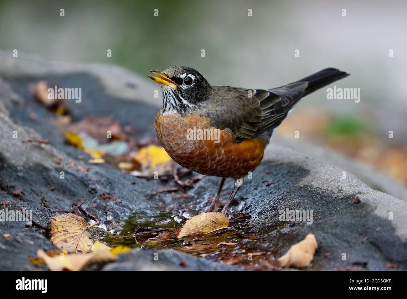 New York, États-Unis. 08 octobre 2019. New York, États-Unis octobre 2019: Impressions New York - octobre - 2019 un américain Robin, New York, Central Park | usage dans le monde crédit: dpa/Alay Live News Banque D'Images