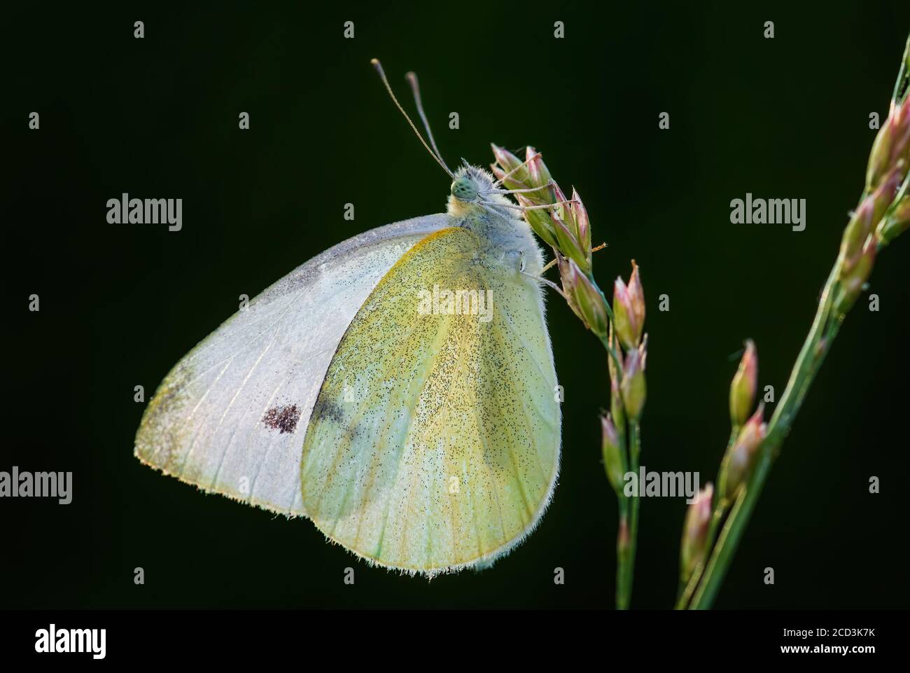 Petit blanc - Piéris rapae, beau papillon blanc des prairies et prairies européennes, Zlin, République Tchèque. Banque D'Images