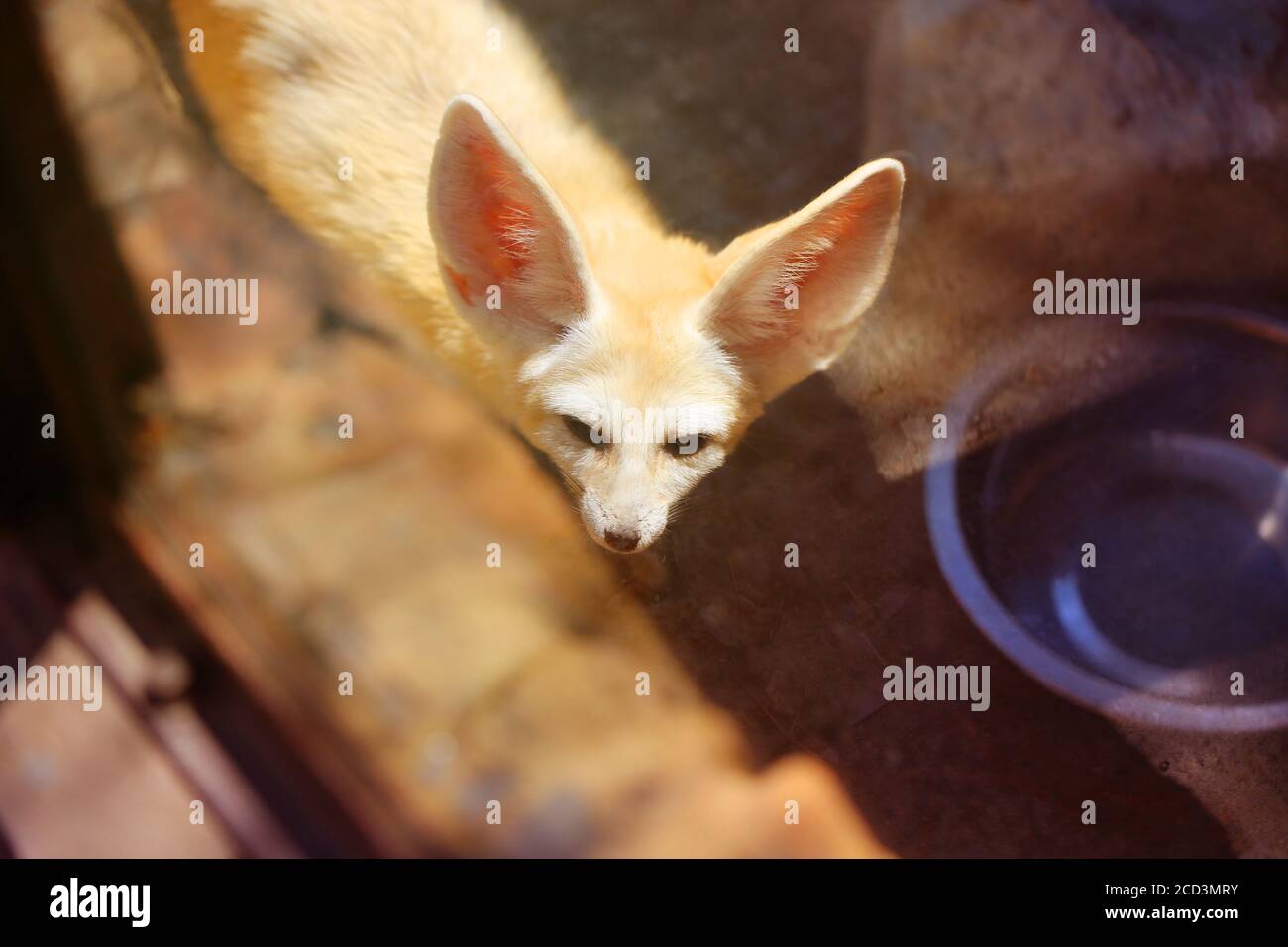 Photo l'animal Fox Fenech est illuminé par le soleil. Portrait sauvage d'un renard. Banque D'Images