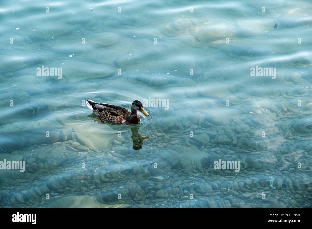 Le canard sauvage est la natation dans le lac d'automne Banque D'Images