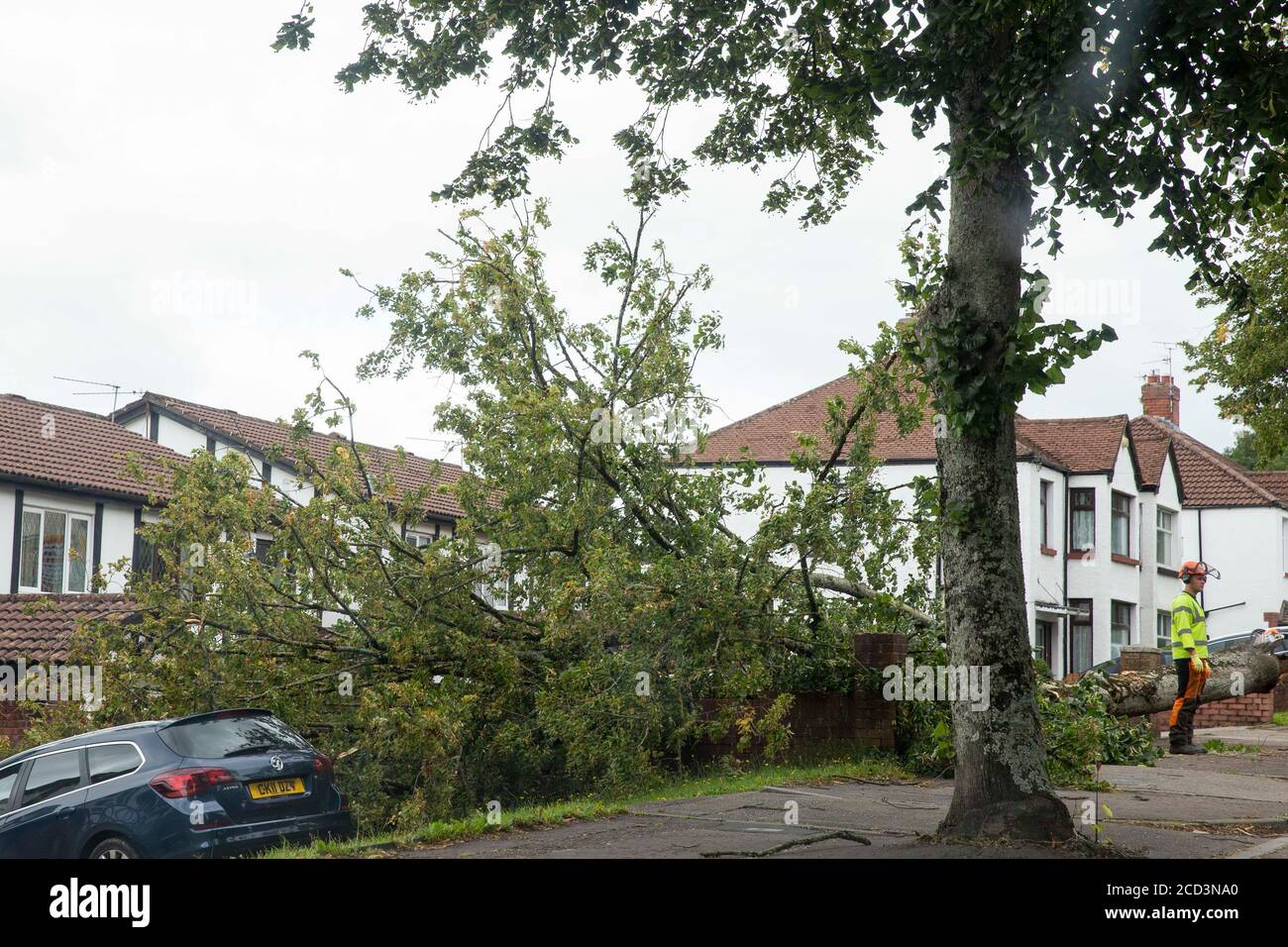 Cardiff, pays de Galles, Royaume-Uni. 26 août 2020. Un arbre tombé dans la région de Fairwater à Cardiff après la tempête Francis a causé des dommages dans une grande partie du pays de Galles et du Royaume-Uni. Crédit : Mark Hawkins/Alay Live News Banque D'Images