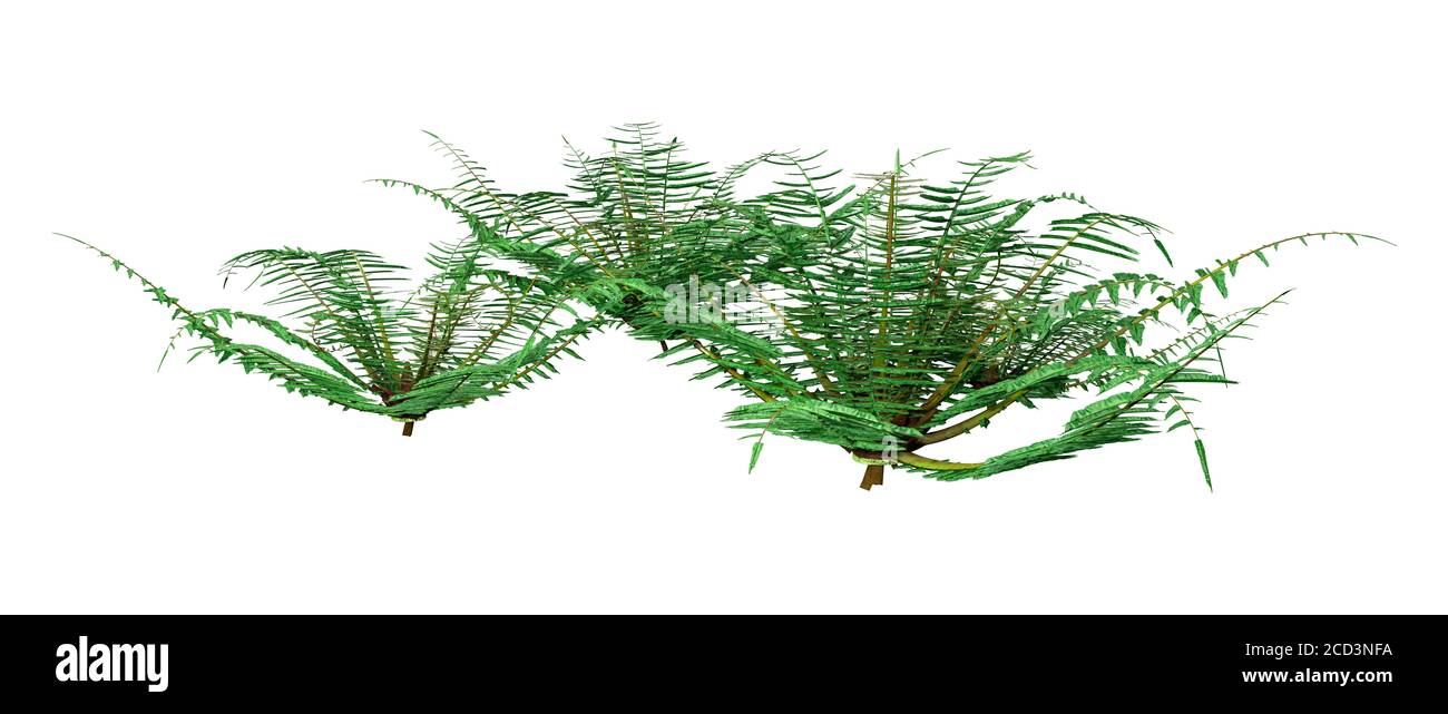 Rendu 3D des plantes de la fougère de Neoblechnum isolées sur fond blanc Banque D'Images