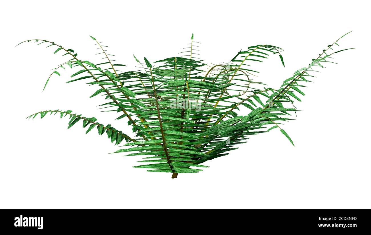 Rendu 3D des plantes de la fougère de Neoblechnum isolées sur fond blanc Banque D'Images