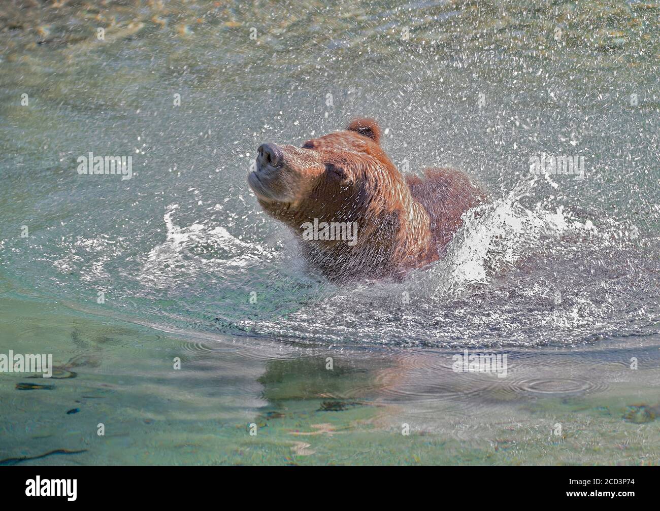 Ours brun dans l'eau Banque D'Images