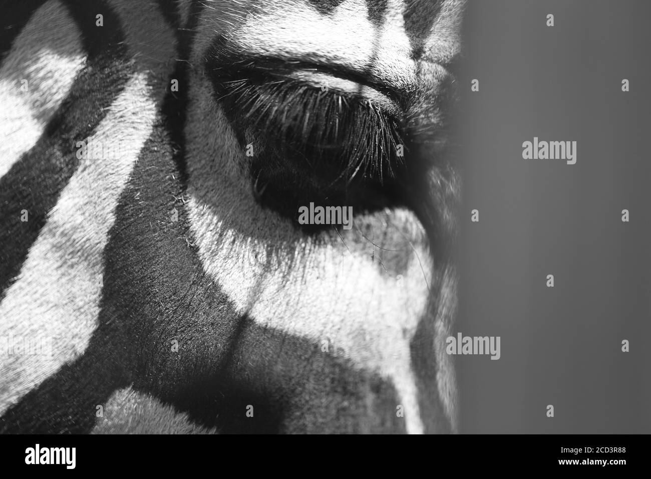 Photo d'arrière-plan d'une belle peau de zèbre et de rayures. Arrière-plan de texture zébrée. Banque D'Images