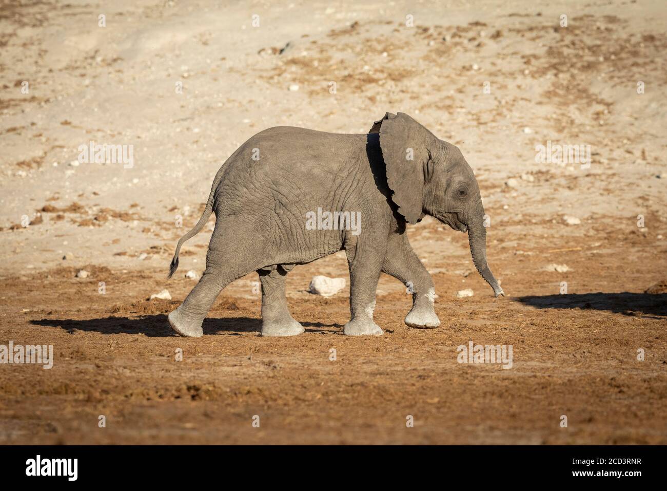 Bébé éléphant marchant derrière sa mère dans la lumière chaude de l'après-midi À Chobe au Botswana Banque D'Images