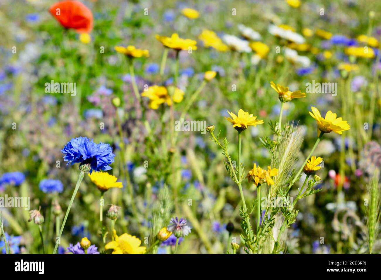 Prairie de fleurs sauvages et fleurs d'été qui poussent sur la côte de Barry, au sud du pays de Galles, en août. Un mélange coloré de coquelicots rouges, de fleurs de maïs et de marigold. Banque D'Images