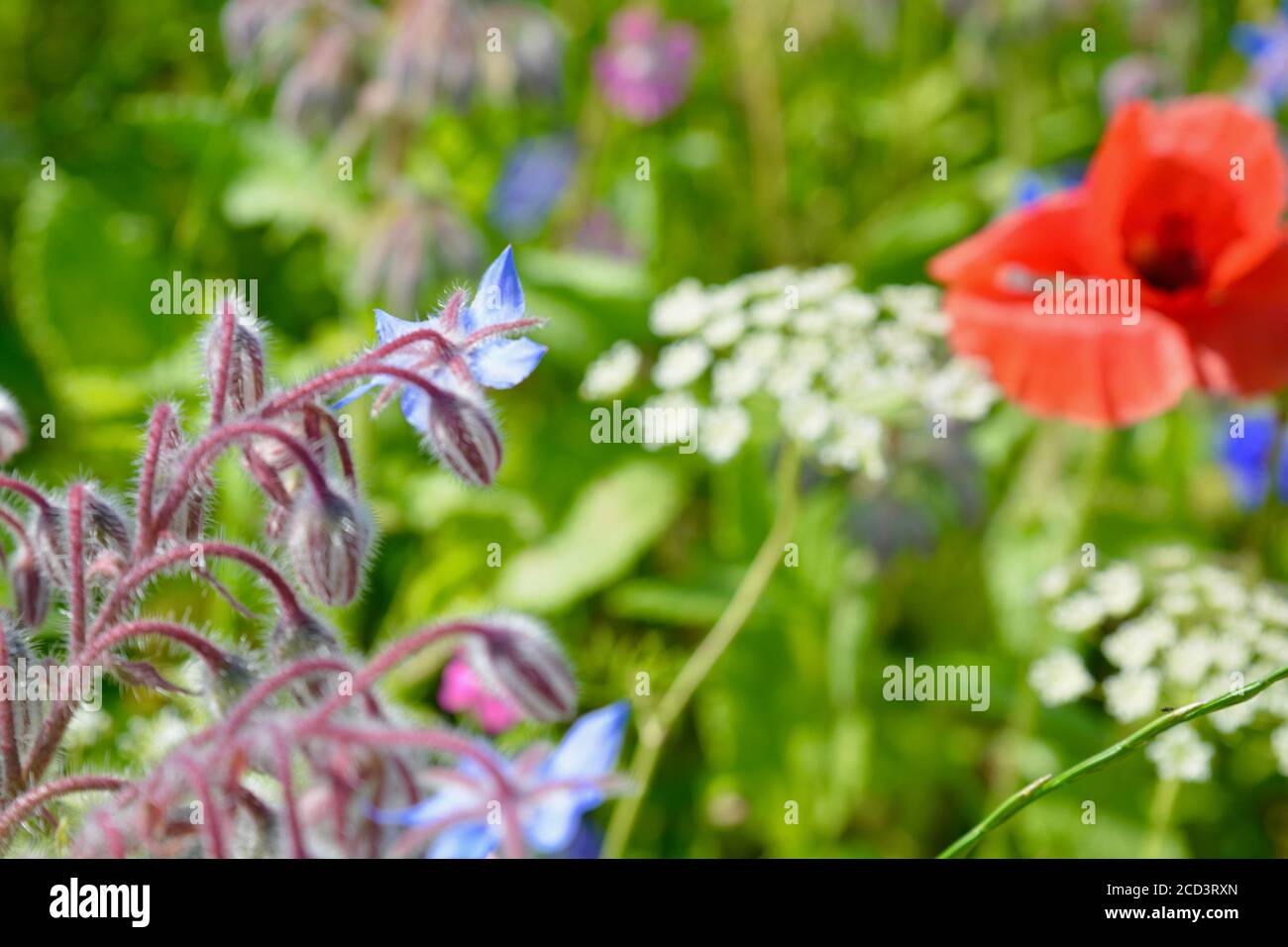 Prairie de fleurs sauvages et fleurs d'été qui poussent sur la côte de Barry, au sud du pays de Galles, en août. Un mélange coloré de coquelicots rouges, de fleurs de maïs et de marigold. Banque D'Images