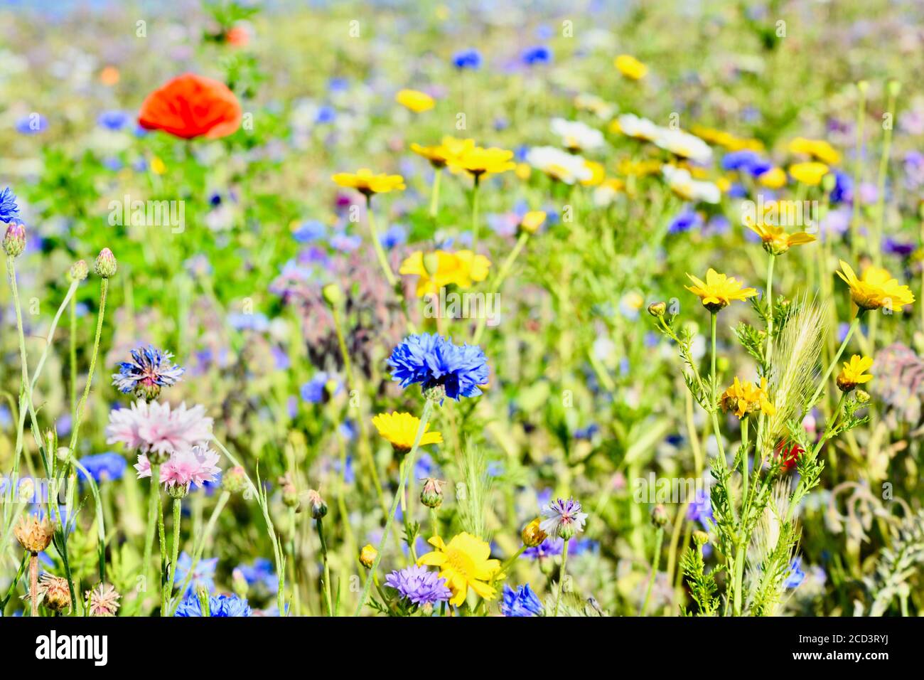 Prairie de fleurs sauvages et fleurs d'été qui poussent sur la côte de Barry, au sud du pays de Galles, en août. Un mélange coloré de coquelicots rouges, de fleurs de maïs et de marigold. Banque D'Images