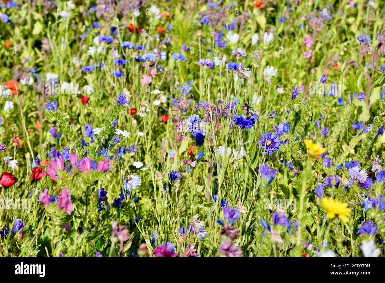 Prairie de fleurs sauvages et fleurs d'été qui poussent sur la côte de Barry, au sud du pays de Galles, en août. Un mélange coloré de coquelicots rouges, de fleurs de maïs et de marigold. Banque D'Images