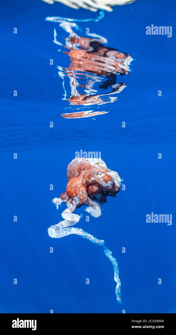 Reste d'un Squid géant meurtrier attaqué par un cachalot au large de Pico, Açores, Portugal. Açores est un haut endroit pour les spermatozoïdes Whales et ce blob extraterrestre est une str Banque D'Images