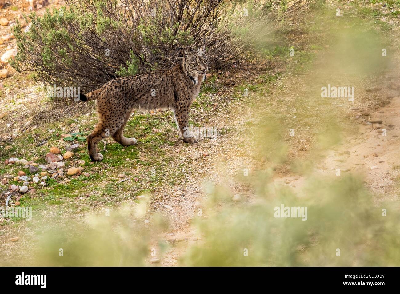 Lynx ibérique mâle (Lynx pardinus) debout sur un rocher regardant la vallée, Sierra Morena, Andujar, Andalousie, Espagne. Banque D'Images