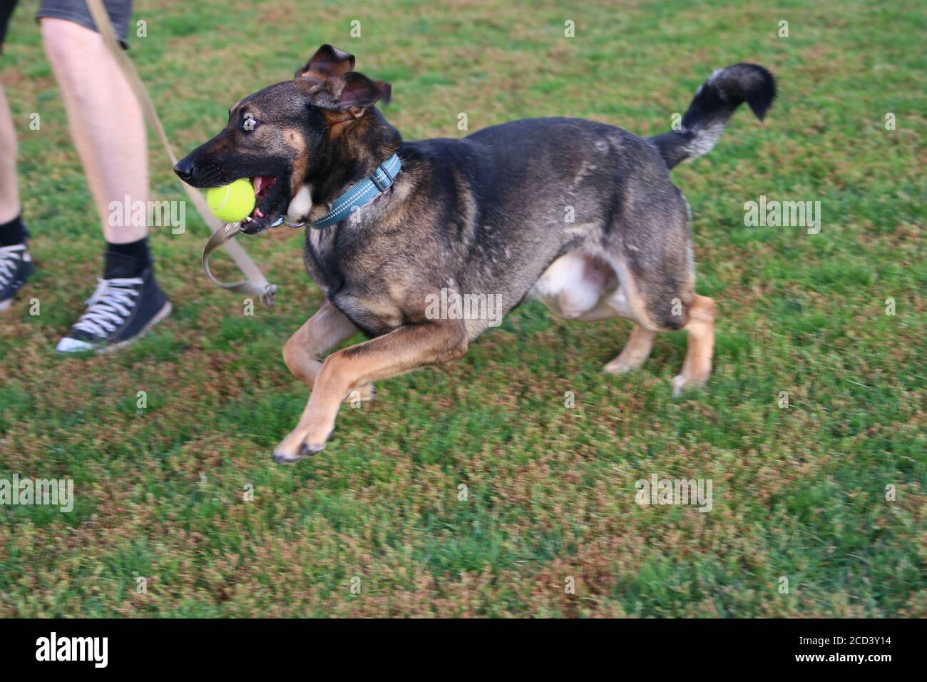 Chien jouant FETCH avec son propriétaire avec le ballon de tennis Banque D'Images