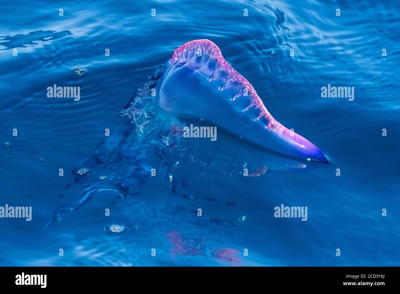 Man-of-War portugais (Physalia physalis) flottant au large de Tarrafal, Sao Nicolau, île du Cap-Vert. Banque D'Images