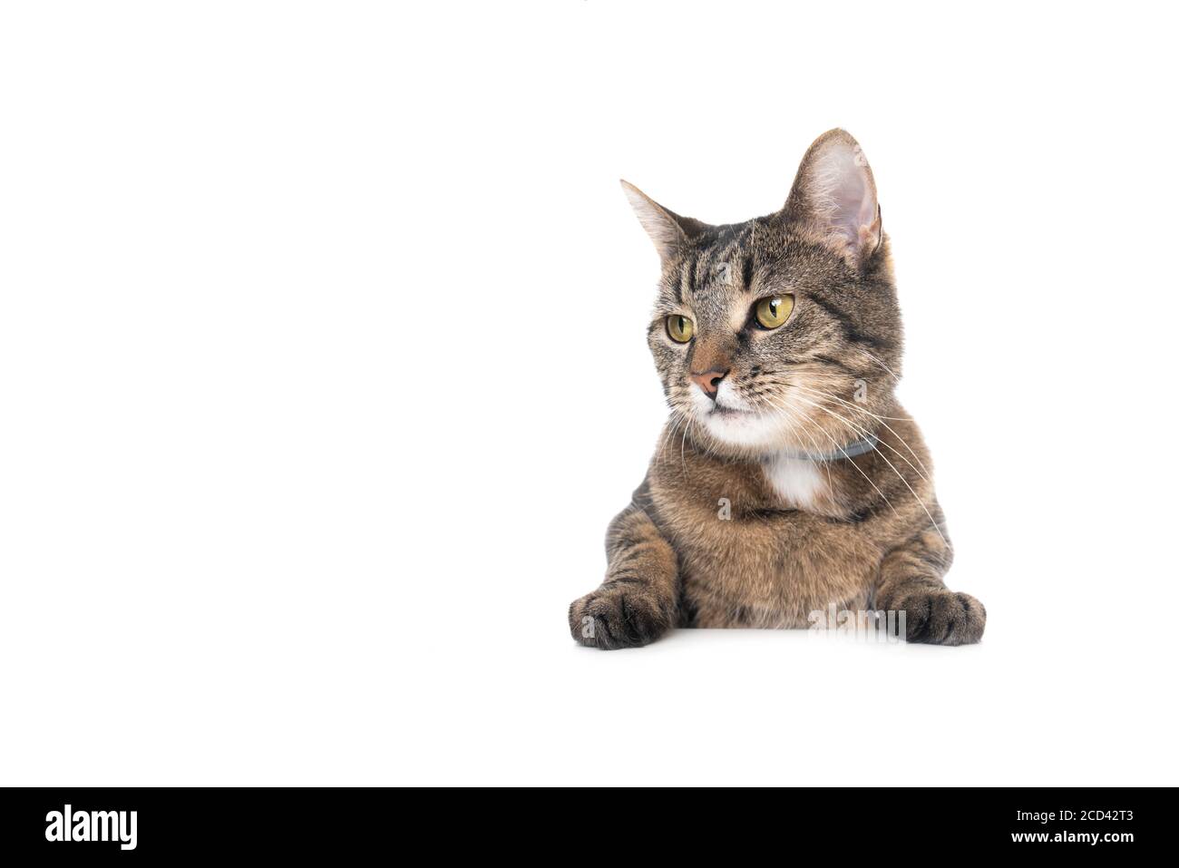 Photo en studio d'un chat de shorthair domestique tabby isolé sur bannière blanche sur fond avec espace de copie mettant des pattes sur la table en regardant sur le côté Banque D'Images