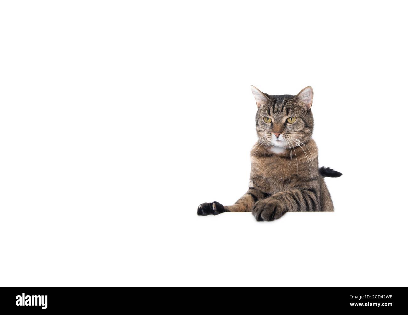 Photo studio d'un chat de shorthair domestique tabby isolé sur fond blanc bannière avec espace de copie mettant des pattes sur la table regardant devant Banque D'Images