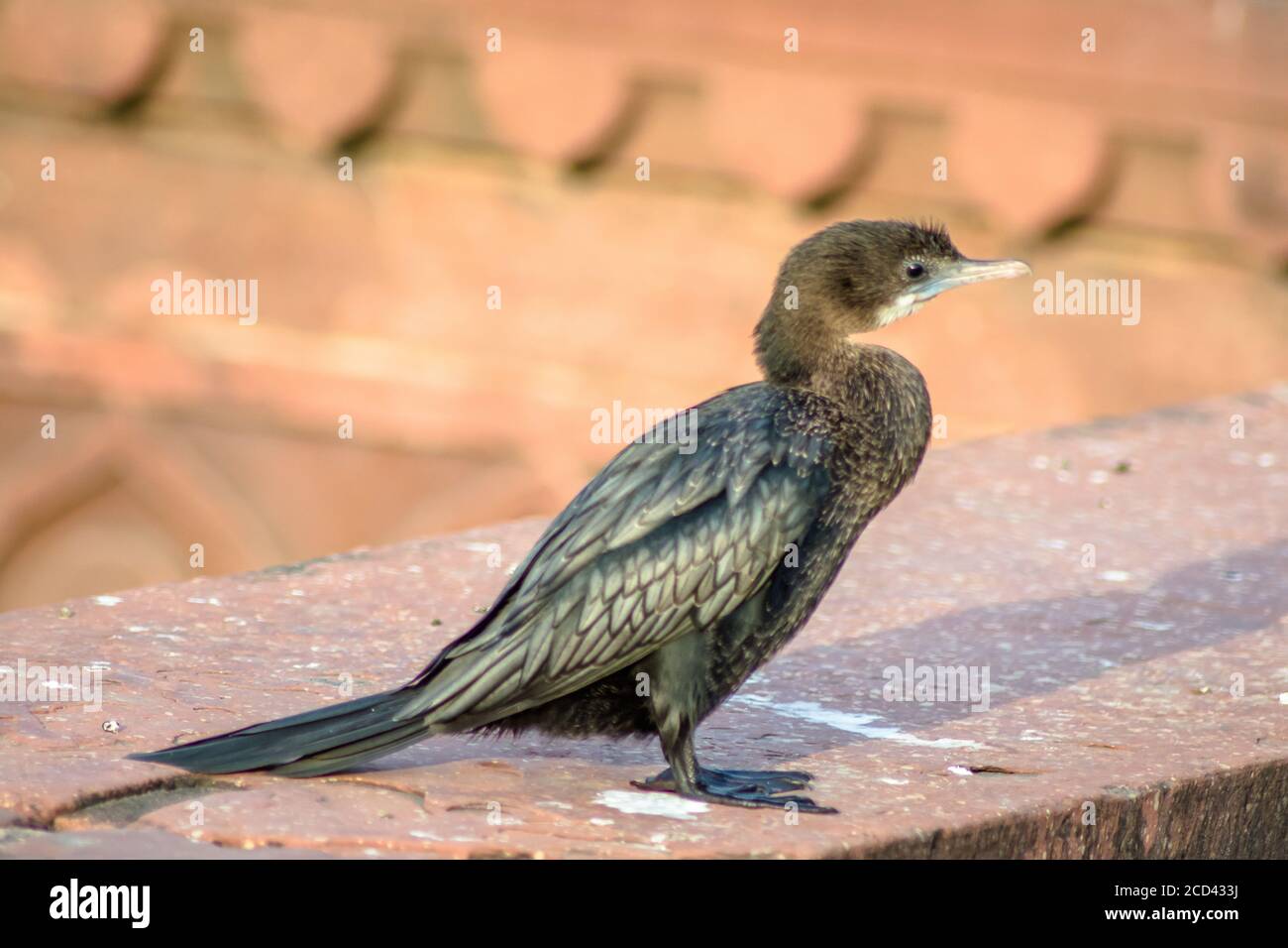 Différents types d'oiseaux à fatehpur sikri Agra Banque D'Images