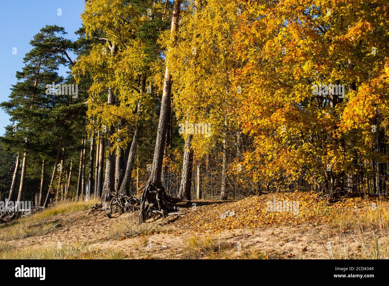 en automne, arbres jaunes sur une colline sablonneuse, pins avec racines, birches, érables. Banque D'Images