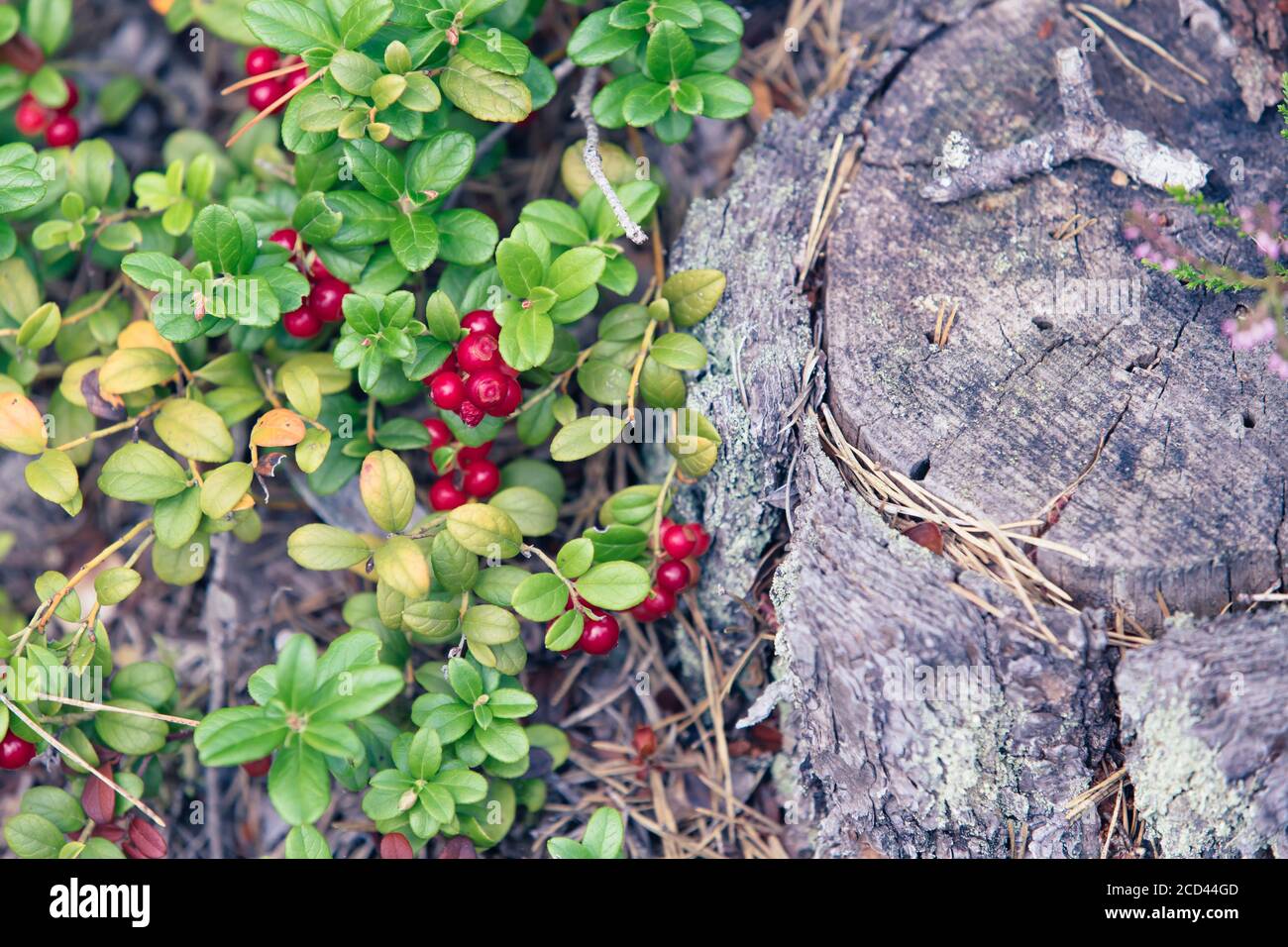 Lingon et baies bleues des forêts suédoises. Banque D'Images
