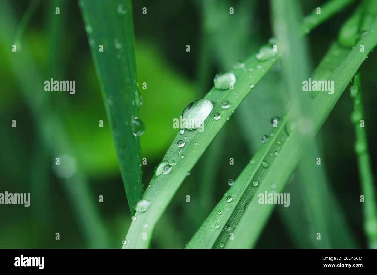 Peu de pluie tombe sur l'herbe verte. Macro Banque D'Images