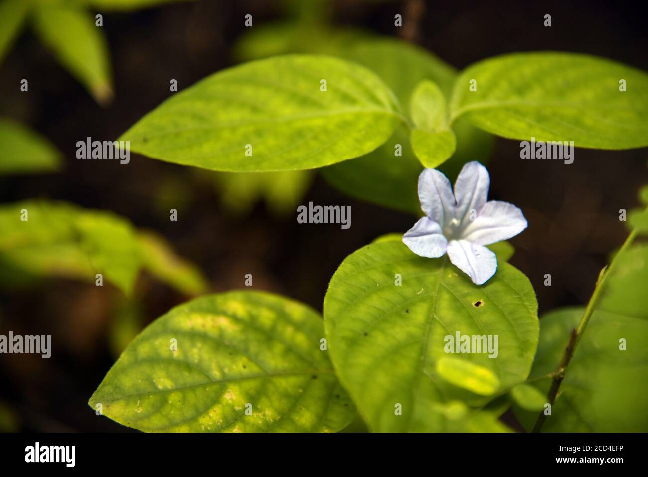 Fleur pourpre avec bouton contre les feuilles vertes. Banque D'Images