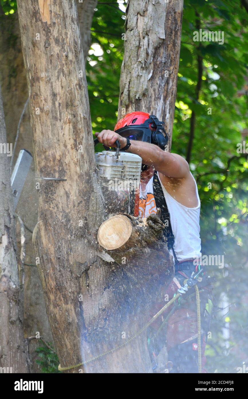 Les chirurgiens d'arbres coupent les arbres morts. Banque D'Images