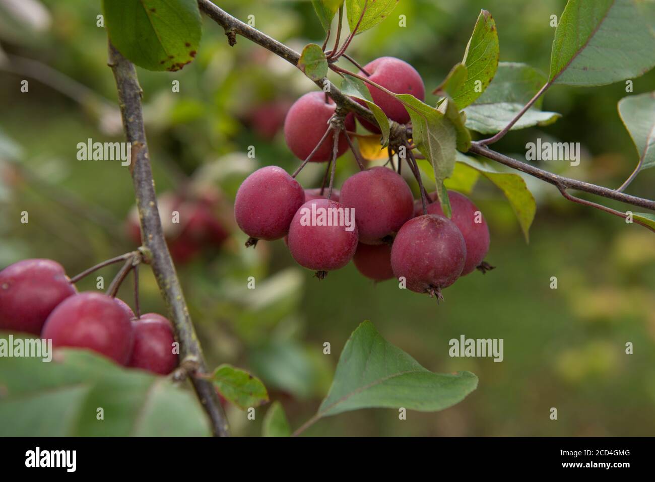 Crabe pommes mûrissant sur un arbre (Malus sylvestris) dans un verger fruitier dans un jardin rural de campagne à Devon, Angleterre, Royaume-Uni Banque D'Images