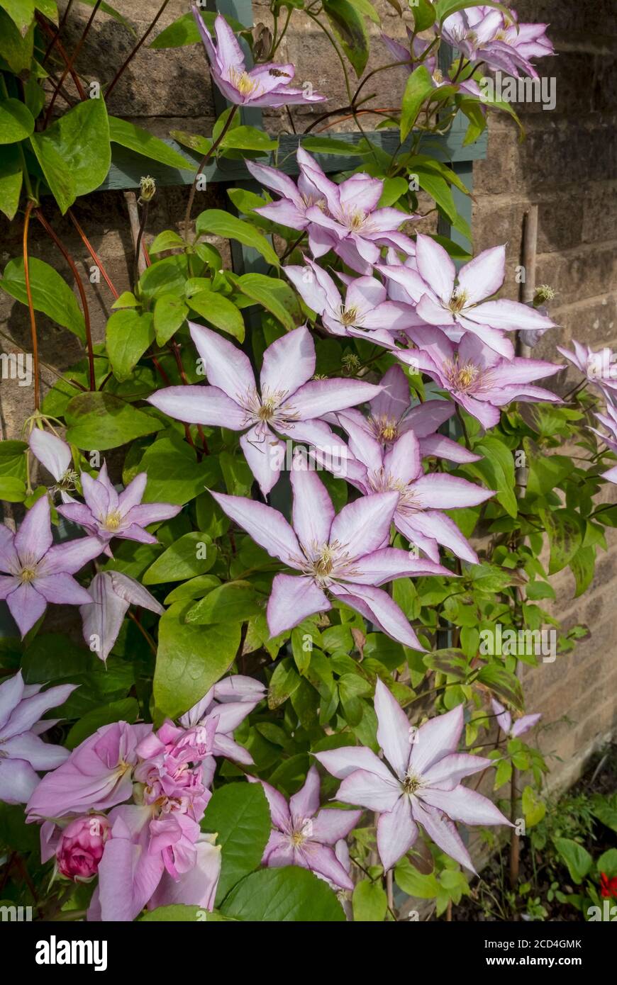 Gros plan de clematis ‘Samaritan JO’ croissant sur le treillis un mur fleurs fleurir dans le jardin en été Angleterre Royaume-Uni Royaume-Uni GB Great B Banque D'Images