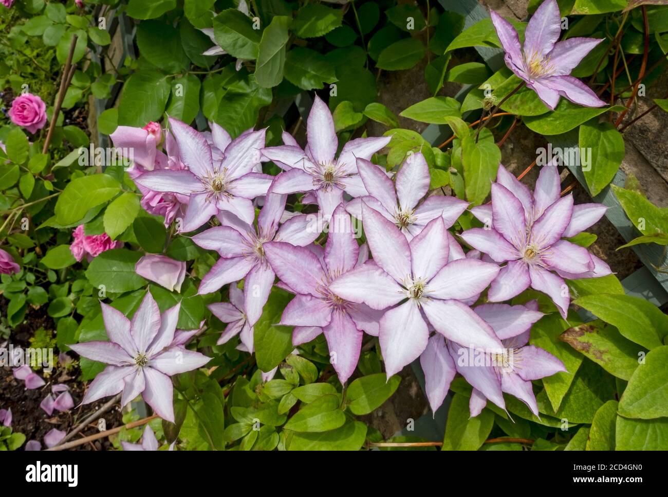 Gros plan de clematis ‘Samaritan JO’ poussant sur le trelis sur un mur fleurs fleurir dans le jardin en été Angleterre Royaume-Uni Grande-Bretagne Banque D'Images