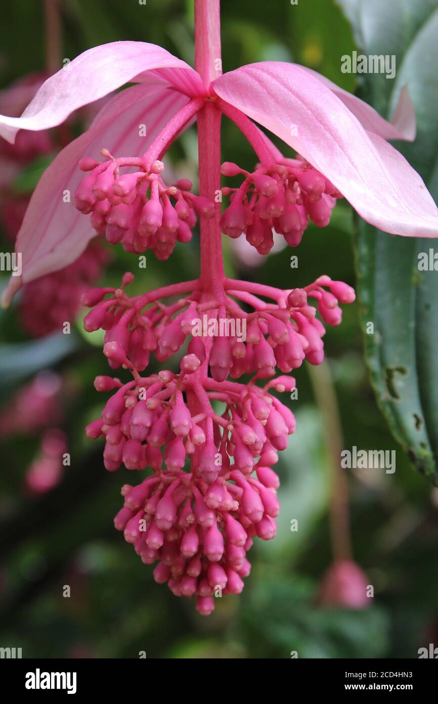 Gros plan sur les fleurs d'une Medinilla magifica en fleurs, orchidée philippine, plante dans une forêt tropicale à Hana, Maui, Hawaii, États-Unis Banque D'Images