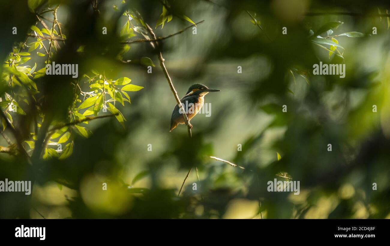 Kingfisher, caché parmi les arbres. Italie. Banque D'Images