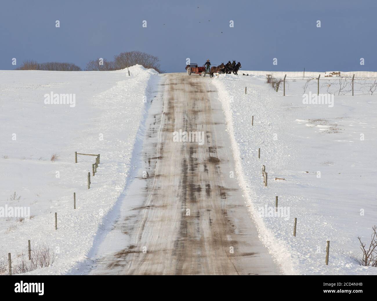 Mohawk Valley, État de New York : un agriculteur amish conduit une équipe de quatre chevaux pour récupérer du foin, sur des champs et des routes enneigés. Banque D'Images