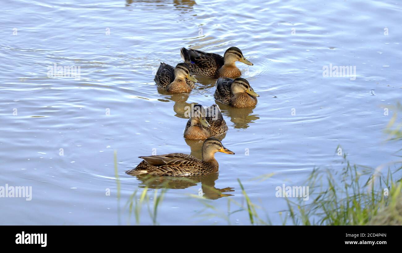 Jeune canard. Italie. Banque D'Images