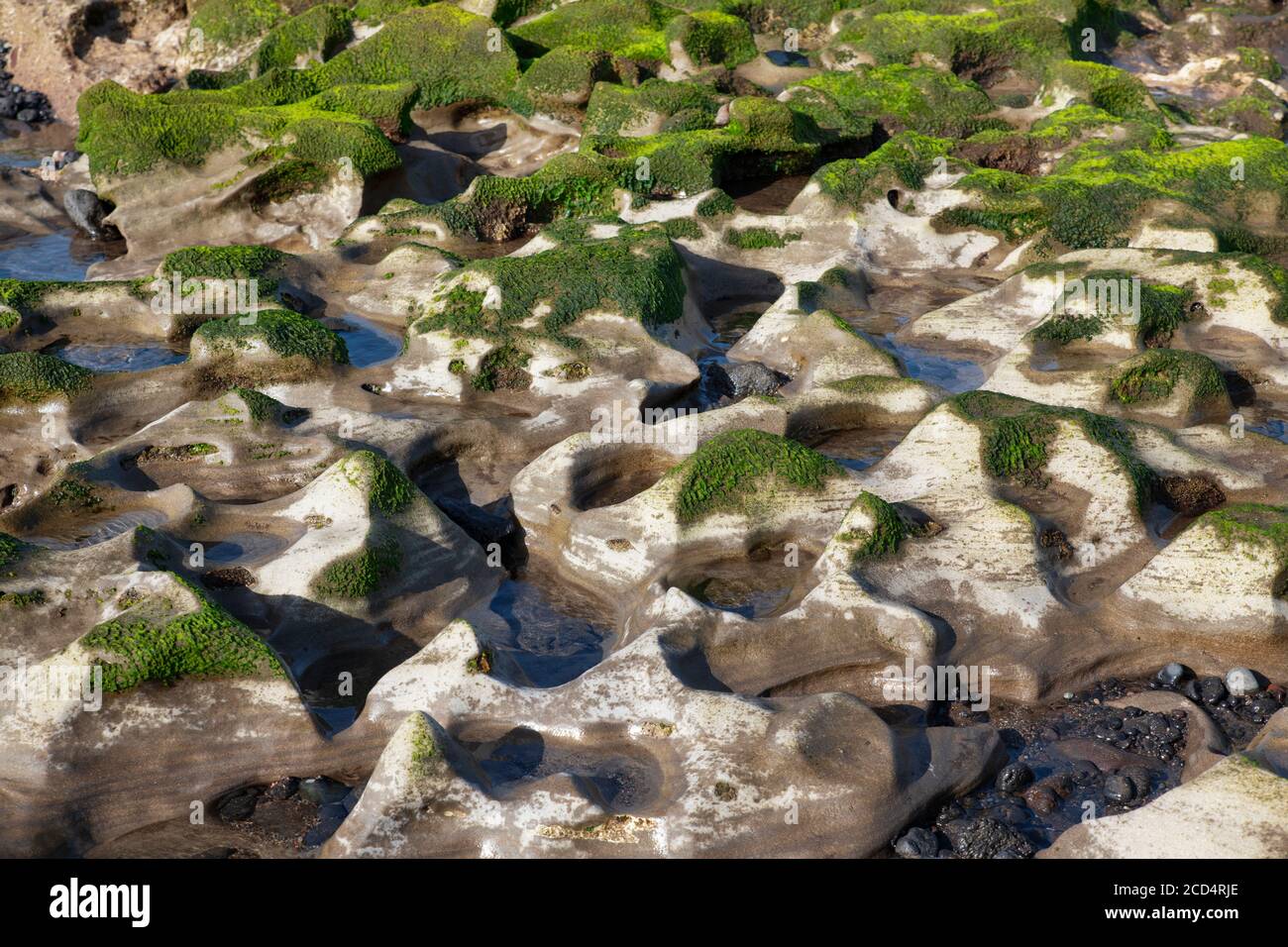Algues et algues vertes qui poussent sur des roches blanches avec un ciel bleu reflété dans les bassins d'eau. Groupe de roches exotiques érodées inhabituelles à proximité de l'Atlantique. Banque D'Images