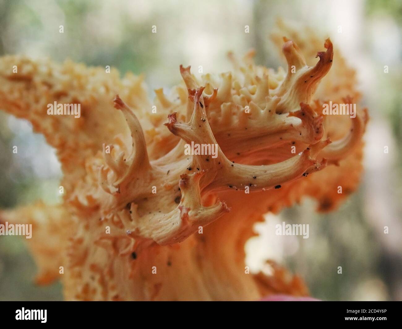 Les champignons sont une forme de champignons trouvés dans des milieux naturels partout dans le monde. Celui-ci se trouve dans une zone forestière du centre-nord de la Floride. Banque D'Images