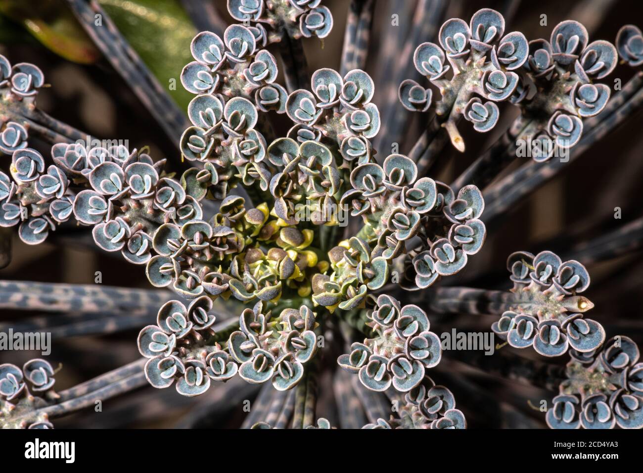 Mère de millions, Diable's Backbone ou chandelier Plant (Bryophyllum delagoense) Banque D'Images