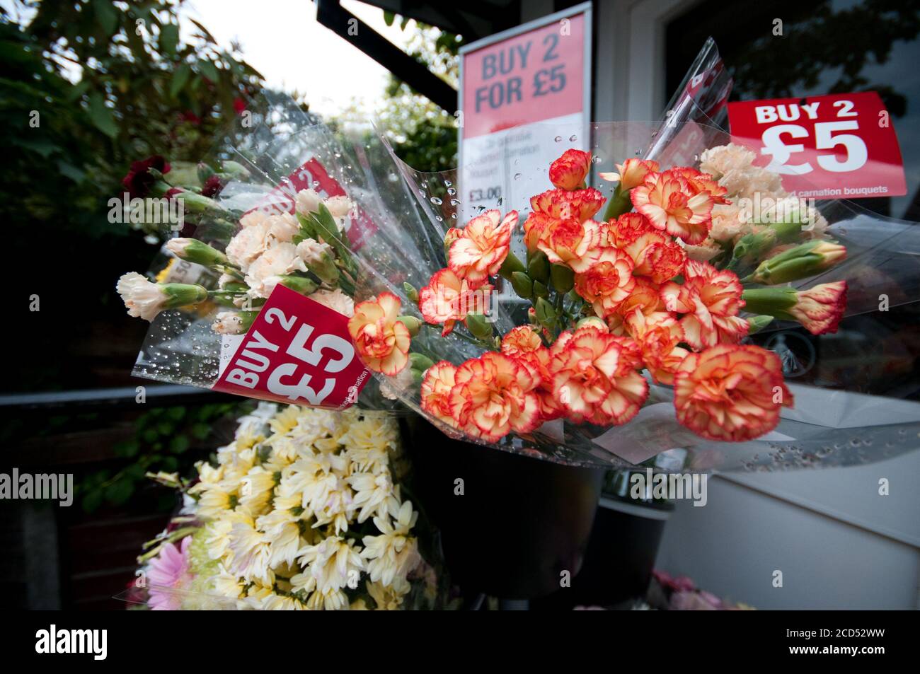 Fleurs coupées fraîches à vendre Banque D'Images